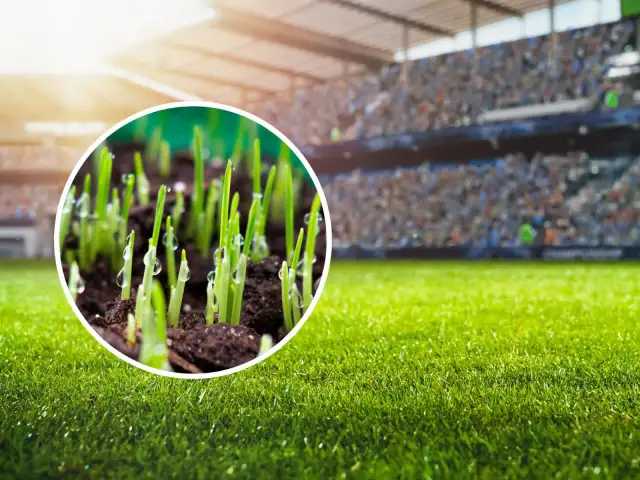 Które zboże najszybciej kiełkuje? Odkryj najlepsze opcje dla ogrodu