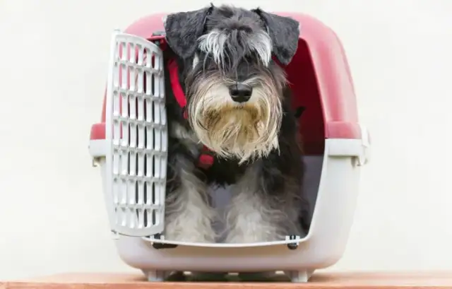 Transporter dla psa: Jak wybrać najlepszy i bezpieczny model?