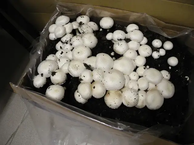 Jak uprawiać pieczarki w domu - proste kroki do sukcesu w hodowli