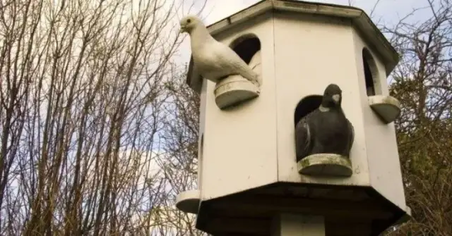 Jak zbudować gołębnik ogrodowy - proste kroki i najważniejsze wskazówki