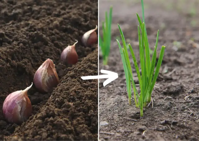 Jak uprawiać czosnek zimowy: poradnik od A do Z