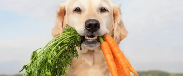 Czy pies może jeść marchew? Bezpieczne i zdrowe przekąski dla psa