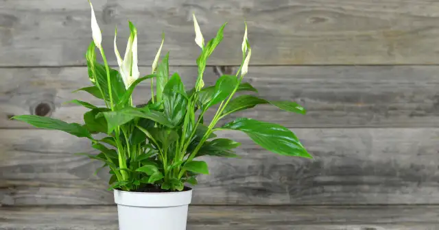 Skrzydłokwiat w sypialni: Oczyszcza, nawilża i... czy jest toksyczny?