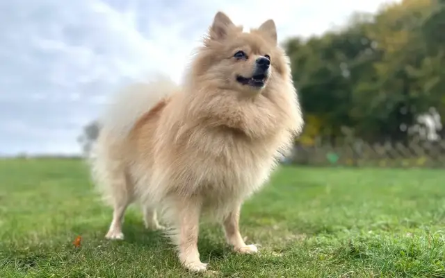 Czy pomeranian gubi sierść? Oto co musisz wiedzieć o linieniu