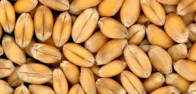 Ile kosztuje tona zboża? Sprawdź aktualne ceny i różnice w jakości