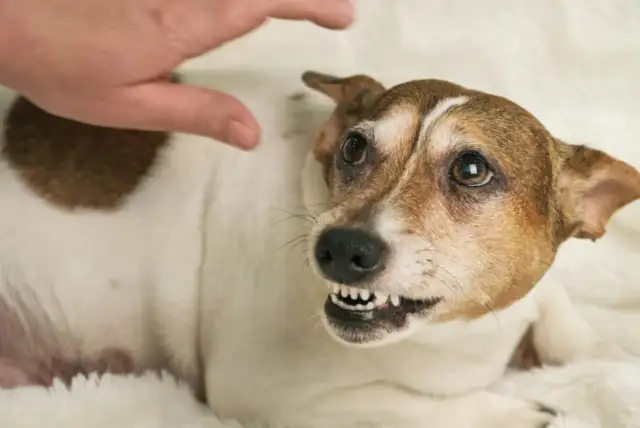 Agresywny pies: Eutanazja czy to jedyne wyjście? Prawo i fakty