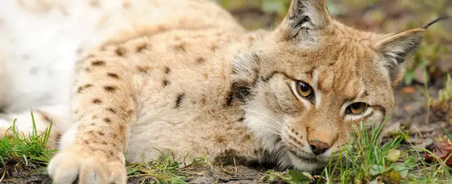 Dlaczego ryś jest zagrożony wyginięciem i co możemy zrobić, by go uratować