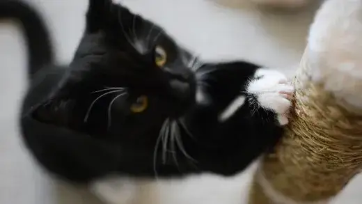 Jak wybrać idealny drapak dla kota, aby uniknąć zniszczeń w domu