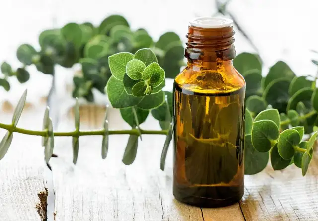 Olejek eukaliptusowy jak stosować - sprawdzone metody i bezpieczeństwo