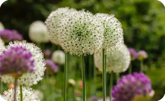 Jakie kwiaty posadzić, aby kwitły od wiosny do jesieni i zachwycały?