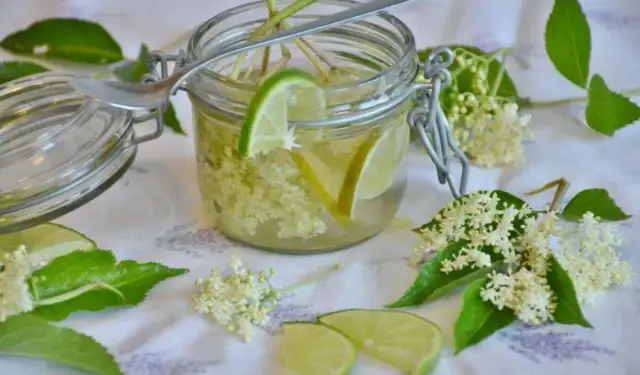 Jak zrobić herbatę z czarnego bzu, aby cieszyć się jej zdrowotnymi właściwościami