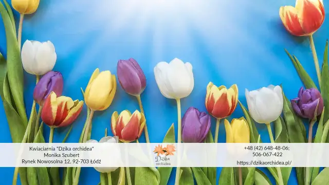 Wiosenna eksplozja kolorów tulipanów: żółte, białe, fioletowe i czerwono-żółte na niebieskim tle.