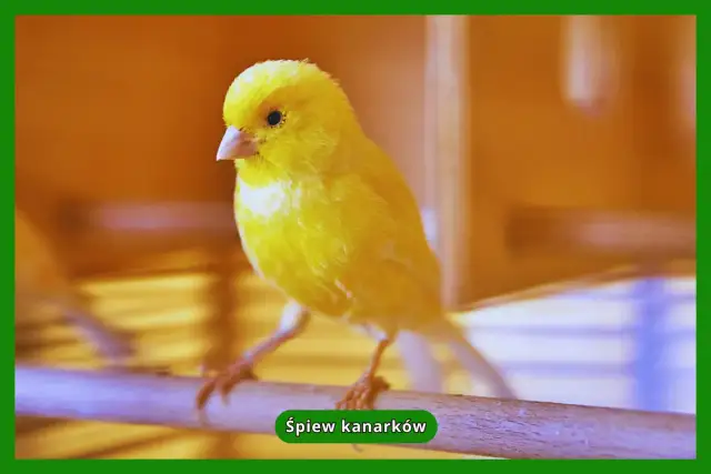 Harceński vs. kolorowy: śpiew czy barwa? Co wybrać?