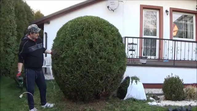 Jak przyciąć tuje w kule, aby uniknąć błędów i osiągnąć efekt