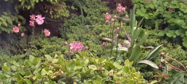 Wrzosowisko: Symbol dzikości, wolności i głębokich emocji