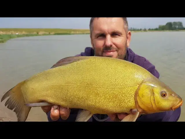 Najlepsze przynęty na lina: sprawdzone sposoby na rekordowy okaz