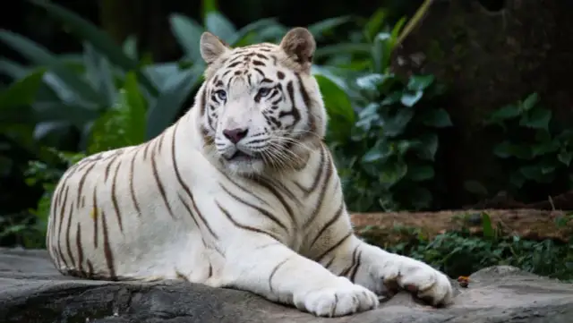 Lista najładniejszych zwierząt świata do zobaczenia