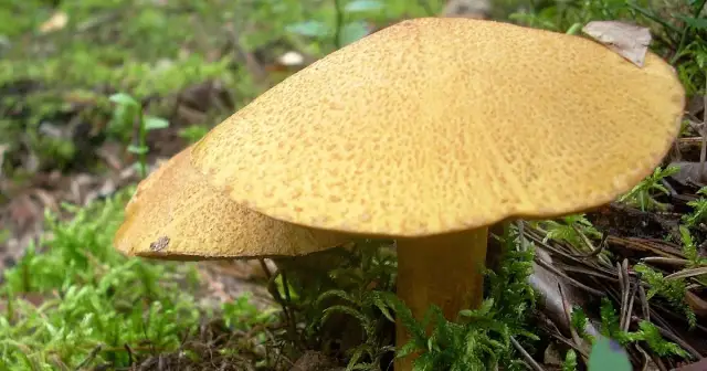 Grzyb żółty kapelusz - Jadalny grzyb białym kapeluszu
