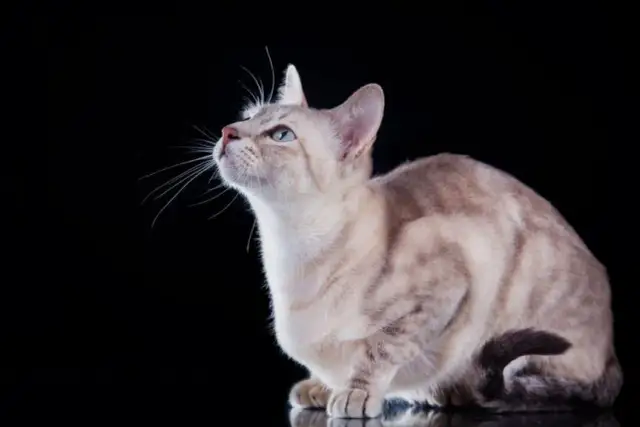 Kot tonkijski krótkowłosy - cechy, pielęgnacja i temperament tej rasy