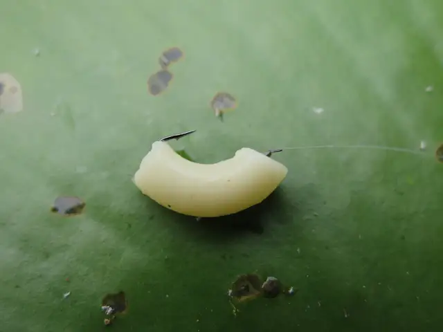 Jak założyć makaron na haczyk - uniknij najczęstszych błędów w wędkarstwie