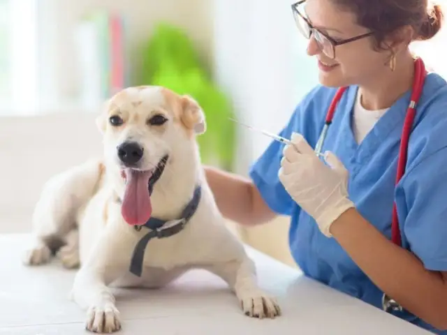 Czy pies może jeść przed szczepieniem? Ważne zalecenia weterynarzy