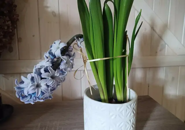 Hiacynty po przekwitnięciu: jak dbać, by znów kwitły?