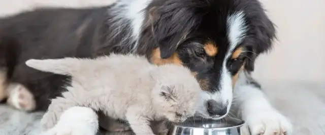 Pies odwodniony? Ludzkie elektrolity to błąd! Co podać bezpiecznie?