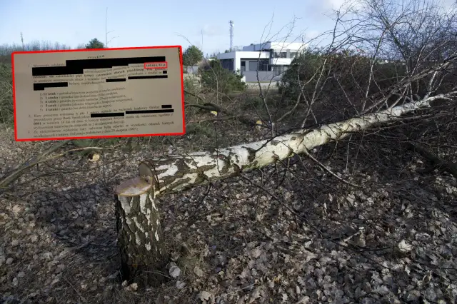 Powiększenie dokumentu z karą finansową na tle ściętego drzewa i nowoczesnego budynku.