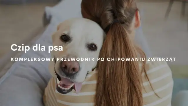 Jak działa chip dla psa? Kluczowe informacje o mikrochipach i ich zaletach
