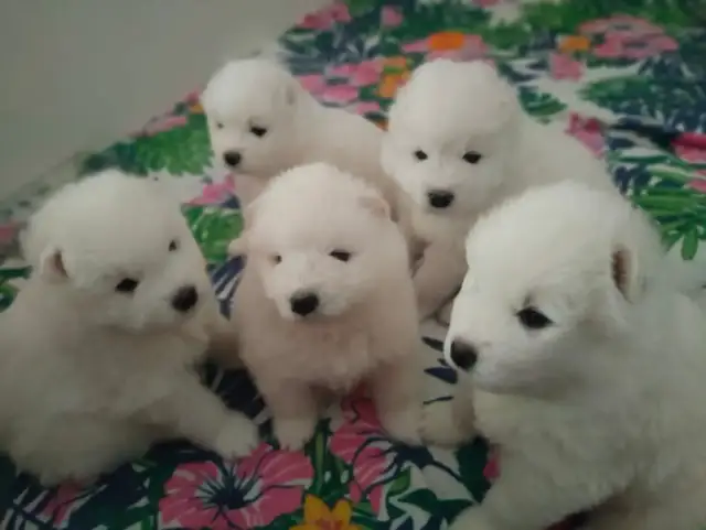 Samoyed: Cena szczeniaka i utrzymanie uniknij ukrytych kosztów!