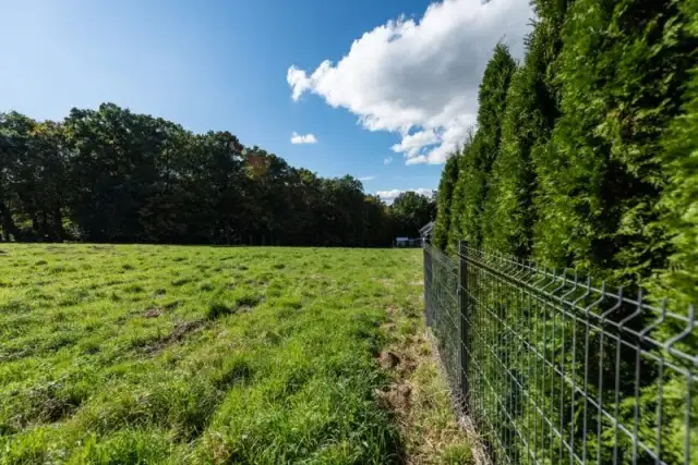 Tuje ile od ogrodzenia – uniknij problemów z sąsiadami i roślinami