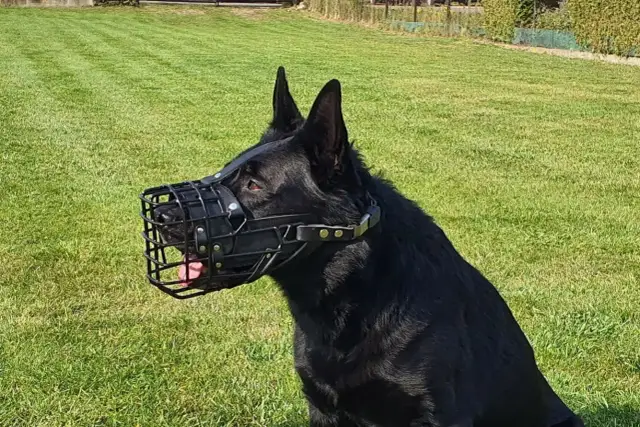 Czarny owczarek niemiecki w kagańcu. Dobry kaganiec dla owczarka niemieckiego powinien być wygodny i bezpieczny.