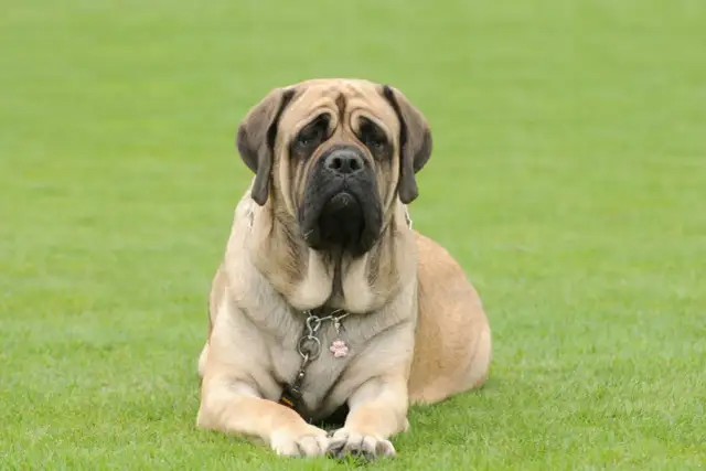 Duży, łagodny dog angielski leży na trawie, zamyślony.
