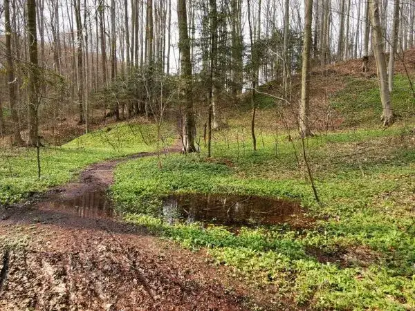 Rezerwat Mójka: Odkryj tajemnice bobrów i buczyny karpackiej