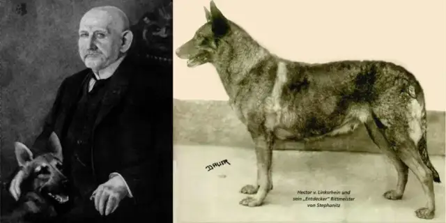 Owczarek niemiecki ma sierść czy włosy? Poznaj różnice w jego futrze