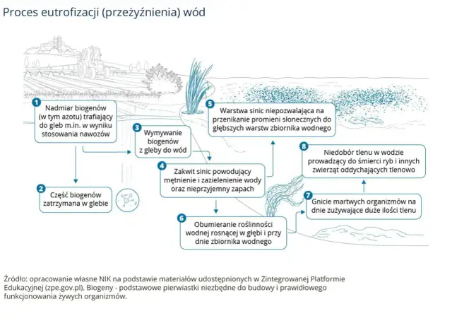 Schemat wyjaśnia, eutrofizacja co to: nadmiar biogenów z nawozów prowadzi do zakwitu sinic, obumierania roślin, niedoboru tlenu i śmierci ryb.