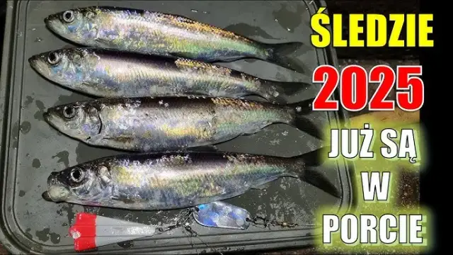 Kiedy łowić śledzie w Bałtyku? Odkryj najlepsze czasy i miejsca