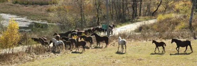 Najlepsze stadniny koni w Toruniu - gdzie znaleźć idealne miejsce?