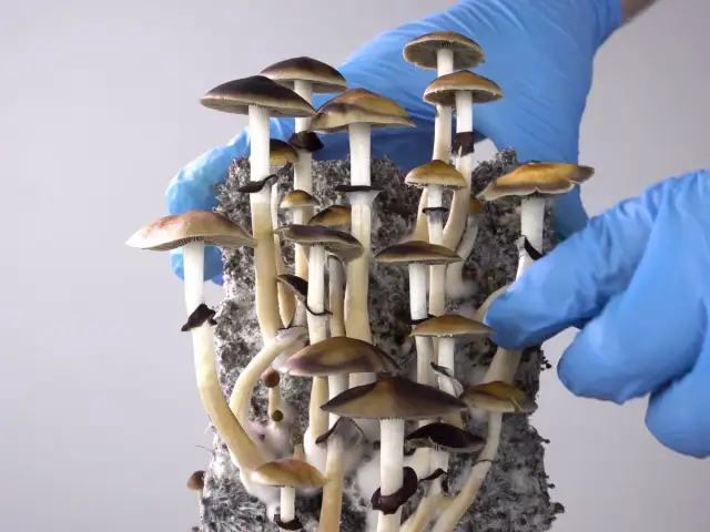 Dłonie w niebieskich rękawiczkach trzymają skupisko grzybów psylocybinowych.