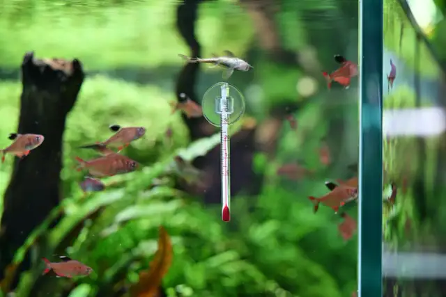 Termometr do ryb: Nigdy więcej suchej! Sekret soczystej ryby