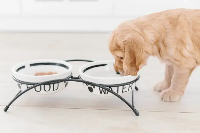 Uroczy szczeniak złocistej rasy, kiedy szczeniaki same jedzą, pochyla się nad miseczką z wodą. Obok miska z jedzeniem.