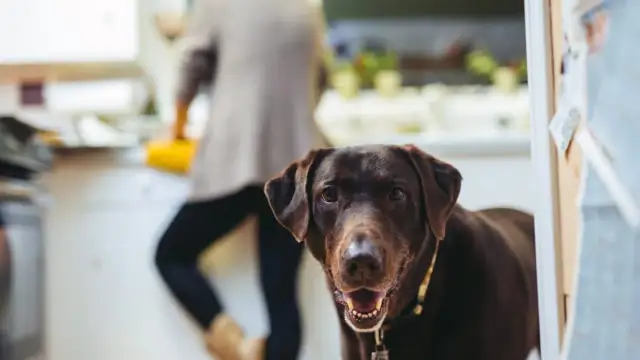 Czy pies może jeść kaszę? Sprawdź, które są bezpieczne i zdrowe