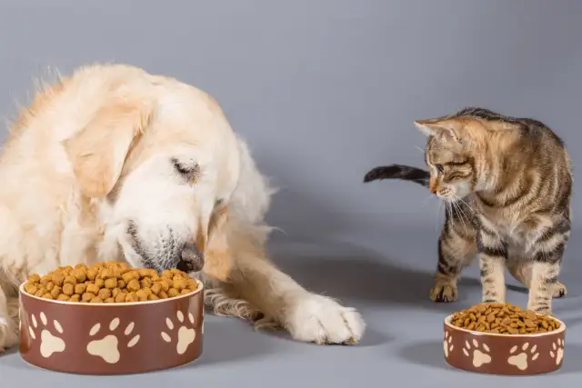 Czy psy mogą jeść karmę dla kotów? Oto, co musisz wiedzieć o zdrowiu psa