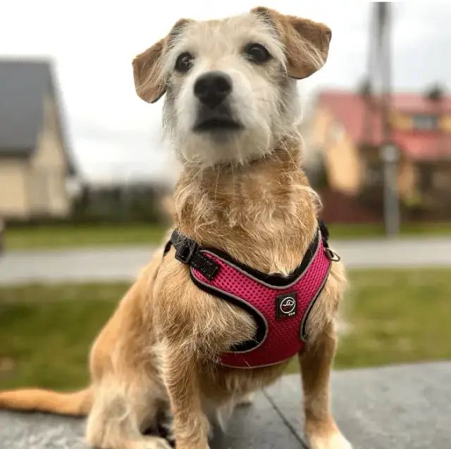 Jak zmierzyć szelki dla psa, aby uniknąć niewłaściwego dopasowania