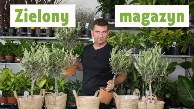 Jak przycinać oliwkę, aby uniknąć błędów i uzyskać zdrowe drzewko