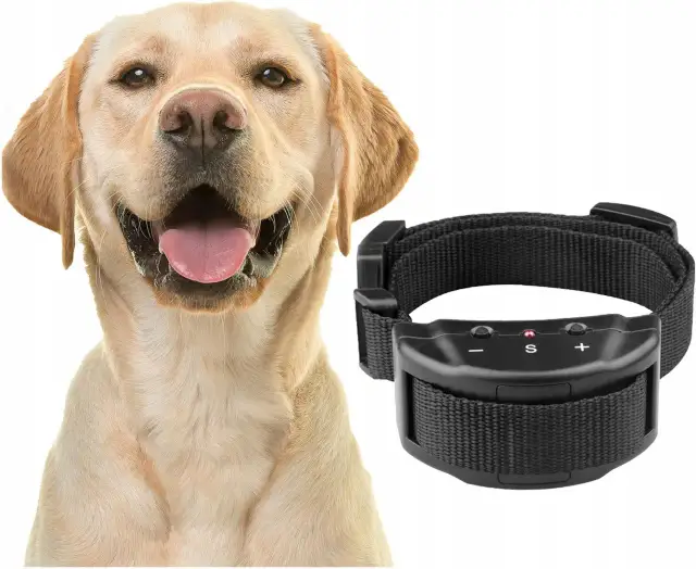 Gdzie kupić obrożę Preventic dla psa? Sprawdzone opcje online