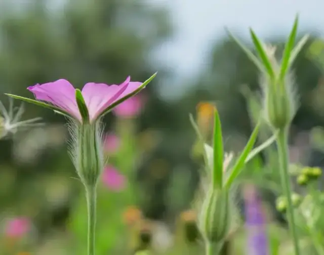 Kąkol chwast: niebezpieczny roślina, której nie powinieneś ignorować