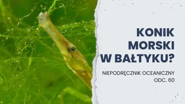 Czy koniki morskie żyją w Bałtyku? Oto zaskakujące odpowiedzi