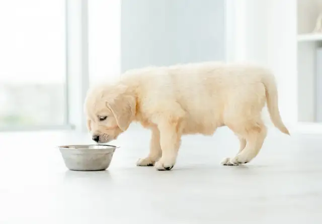 Uroczy szczeniak golden retrievera pochyla się nad miską, ale pies nie chce jeść.