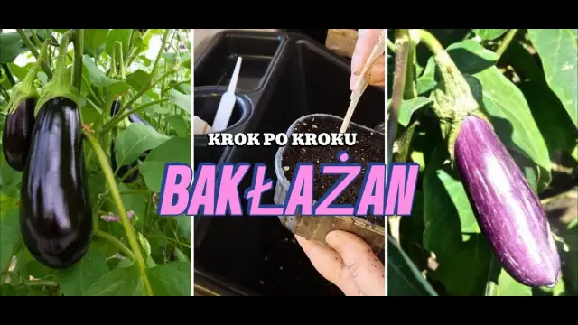 Bakłażan kiedy siać - uniknij błędów i osiągnij obfite plony